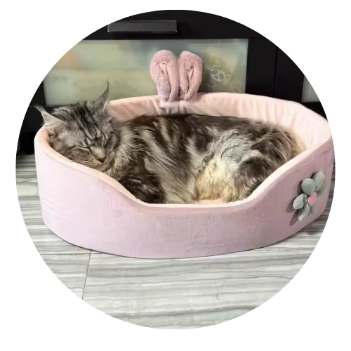 Cat sleeping in a pink pet bed with floral decorations on a wooden floor.