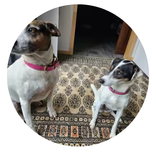 Two dogs wearing pink collars standing on a patterned rug.