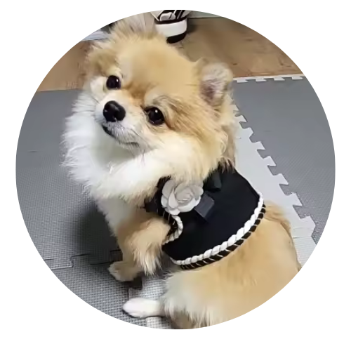 Small dog wearing a black outfit with a flower design on a checkered floor.