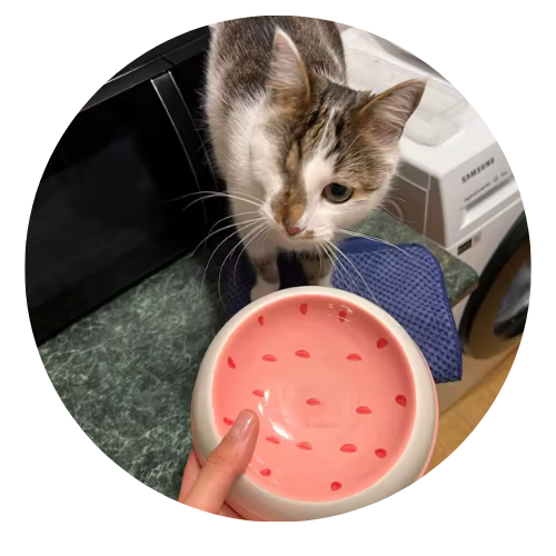 Cat looking at a pink pet bowl with a textured bottom
