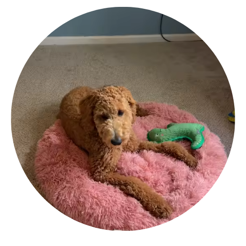 Dog lying on a pink fluffy bed with a green toy
