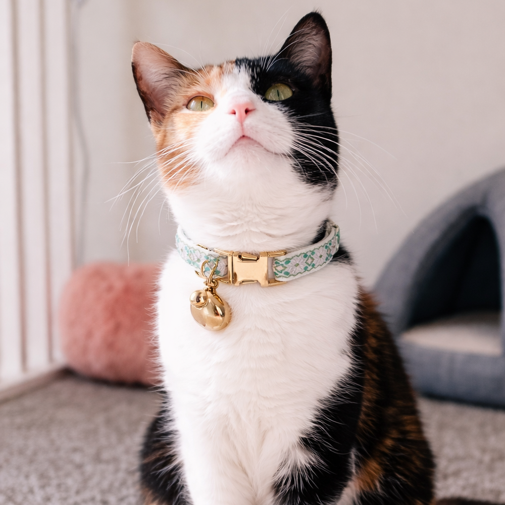 Calico cat wearing a collar with a gold tag on a carpeted floor.