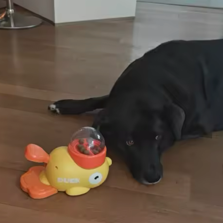 Black dog lying on a wooden floor next to a yellow toy with a transparent ball inside.